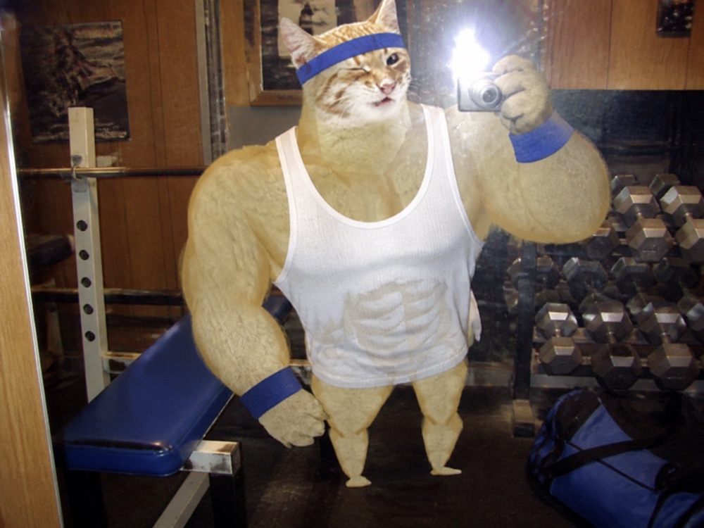 Swole Cat taking a flash-lit mirror photo in a small neighborhood gym