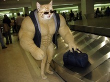 Swole Cat wearing tiny sunglasses while collecting a small duffel bag at an airport baggage carousel