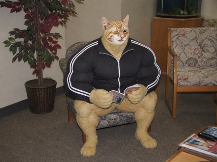 Swole Cat sitting in a floral chair and reading a tiny magazine in a dated dentist waiting room