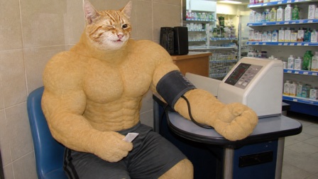 Swole Cat squeezing his enormous arm into a tiny blood-pressure machine at a late-night pharmacy