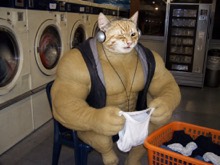 Swole Cat folding a tiny towel beside a row of washing machines in a fluorescent laundromat