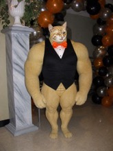 Swole Cat wearing a black tuxedo vest and orange bow tie at prom