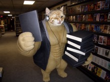 Swole Cat browsing action movies in a neighborhood video rental store